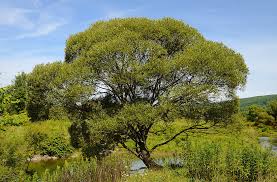 Attēlu rezultāti vaicājumam “Salix x fragilis”