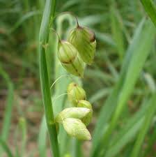 Attēlu rezultāti vaicājumam “Briza media bud”