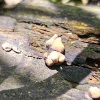 Attēlu rezultāti vaicājumam “Macrotyphula fistulosa var. contorta”