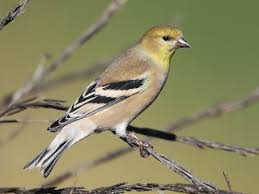 Attēlu rezultāti vaicājumam “Ptinus sp. male”