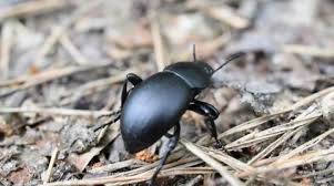 Attēlu rezultāti vaicājumam “Carabus glabratus”