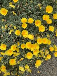 Attēlu rezultāti vaicājumam “Eschscholzia californica flower”