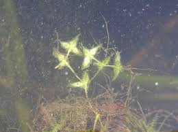 Attēlu rezultāti vaicājumam “Lemna trisulca”