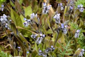 Attēlu rezultāti vaicājumam “Myosotis stricta”