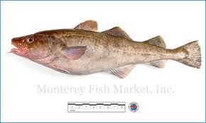 Image result for Gadus morhua