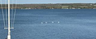 Image result for Redclyffe Yacht Club