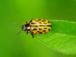 Attēlu rezultāti vaicājumam “Chrysomela vigintipunctata”