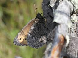 Attēlu rezultāti vaicājumam “Oeneis jutta”