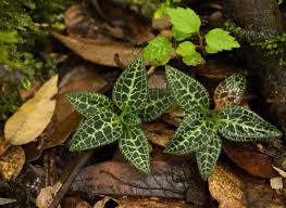 Attēlu rezultāti vaicājumam “Goodyera repens flower”