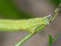 Attēlu rezultāti vaicājumam “Thalera fimbrialis”