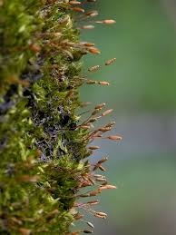 Attēlu rezultāti vaicājumam “Pylaisia polyantha”