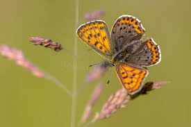 Attēlu rezultāti vaicājumam “Lycaena tityrus underside”