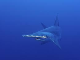 Image result for Sphyrna lewini