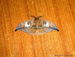 Attēlu rezultāti vaicājumam “Drepanidae”