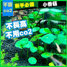 「香菇草」的圖片搜尋結果