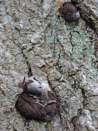 Attēlu rezultāti vaicājumam “Amaurochaete fusiformis spores”
