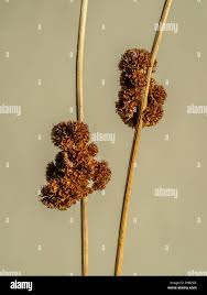 Attēlu rezultāti vaicājumam “Juncus conglomeratus fruit”