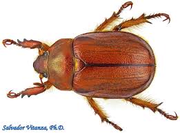 Attēlu rezultāti vaicājumam “Scarabaeidae”