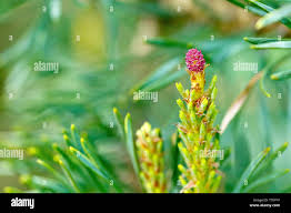 Attēlu rezultāti vaicājumam “Pinus sylvestris female flower”