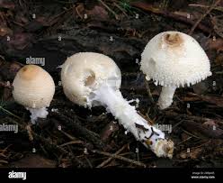 Attēlu rezultāti vaicājumam “Lepiota clypeolaria”