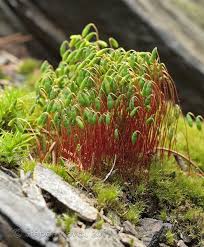 Attēlu rezultāti vaicājumam “Pohlia nutans sporophyte”