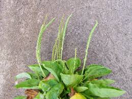 Attēlu rezultāti vaicājumam “Plantago major leaf”