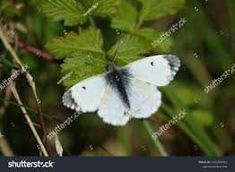 Attēlu rezultāti vaicājumam “Anthocharis cardamines underside”
