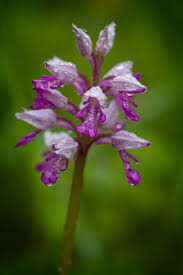 Attēlu rezultāti vaicājumam “Orchis militaris leaf”