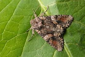 Attēlu rezultāti vaicājumam “Lacanobia contigua”