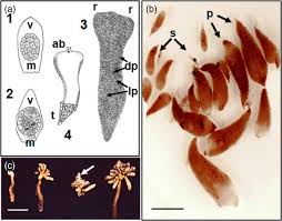 Attēlu rezultāti vaicājumam “Neottia nidus-avis fruit”