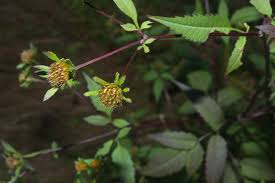 Attēlu rezultāti vaicājumam “Bidens frondosa fruit”