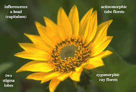 Attēlu rezultāti vaicājumam “Asteraceae”