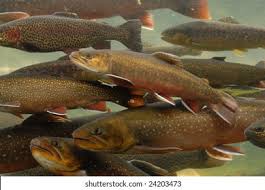 Image result for Salmo macrostigma