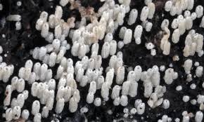 Attēlu rezultāti vaicājumam “Henningsomyces candidus”