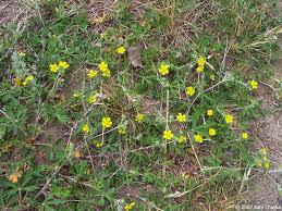 Attēlu rezultāti vaicājumam “Potentilla argentea flower”