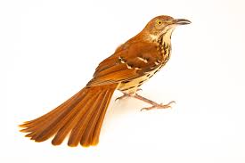 Image result for Toxostoma rufum