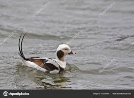 Attēlu rezultāti vaicājumam “Clangula hyemalis male”