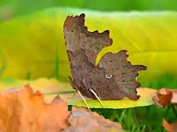 Attēlu rezultāti vaicājumam “Polygonia c-album underside”