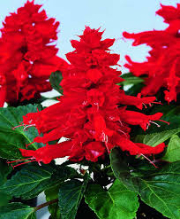 Image result for Salvia splendens