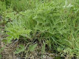 Image result for Heracleum sphondylium