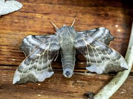 Attēlu rezultāti vaicājumam “Laothoe amurensis”