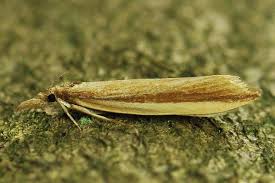 Attēlu rezultāti vaicājumam “Donacaula mucronella”