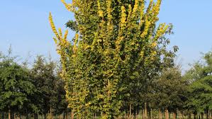 Attēlu rezultāti vaicājumam “Ulmus x hollandica”