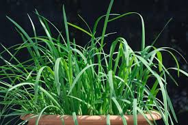 Image result for Schnittknoblauch