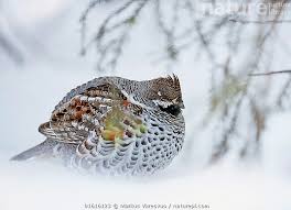 Attēlu rezultāti vaicājumam “Tetrastes bonasia”