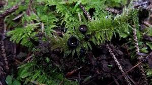 Attēlu rezultāti vaicājumam “Pseudoplectania nigrella”