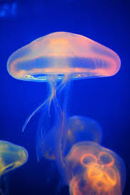 Attēlu rezultāti vaicājumam “Aurelia aurita”