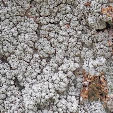 Attēlu rezultāti vaicājumam “Pertusaria albescens”