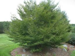 Attēlu rezultāti vaicājumam “Fagus sylvatica fo. laciniata leaf”