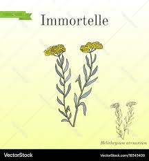 Attēlu rezultāti vaicājumam “Helichrysum arenarium”